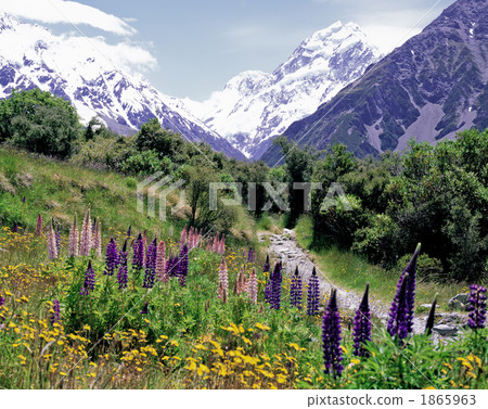 Lupinas Blooms Mount Cook Mountain 1865963