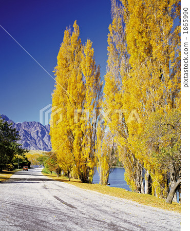 The yellow leaves of poplar on the shore of Lake Wakatipu 1865990