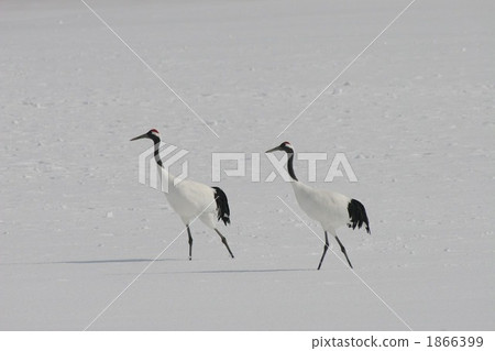 丹頂鶴 日本吊車 鶴 1866399