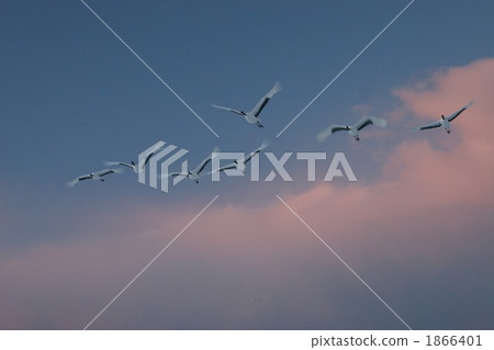 蒼鷺 騙子 鶴 1866401