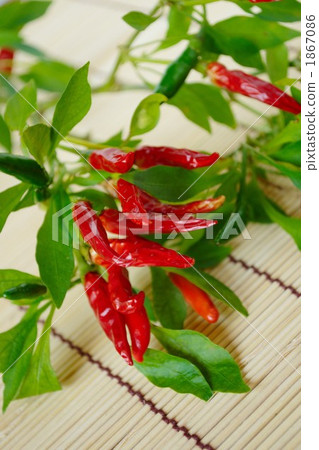 hawk's talons, red chili pepper, gamblea innovans 1867086