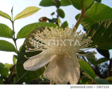 Guava's white flowers 1867202