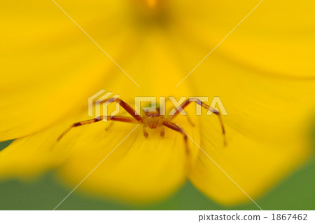 Hanagumo Hanagumo 1867462