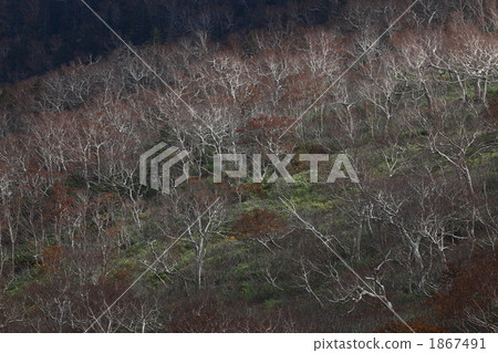 Bamboo shoots receiving sunshine 1867491