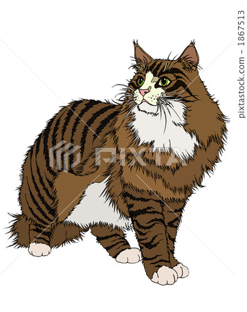 Maine Coon Icons Set, Flat Style Stock Vector - Illustration of brown,  kitty: 143067027