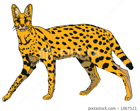 Selle Cat (cat family) 1867521