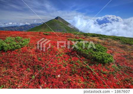 Urashima Azalea and Mount Optesque Urashima Azalea and Mount Optesque 1867607