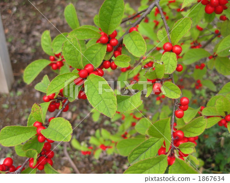 美冠鸚鵡的紅色果子 1867634