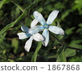 Blue Star 1867868