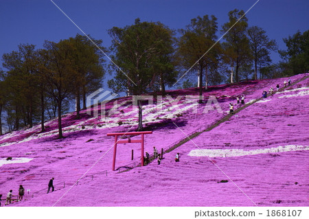 moss phlox, bloom, blossom 1868107