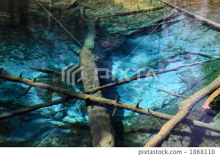 神子池 倒掉的樹 護照 1868110