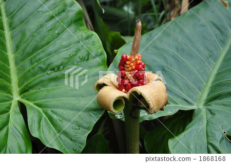 Red fruit Red fruit 1868168