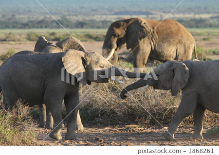Wild African elephant 1868261