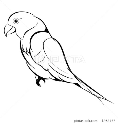 長尾小鸚鵡（畫線） 1868477