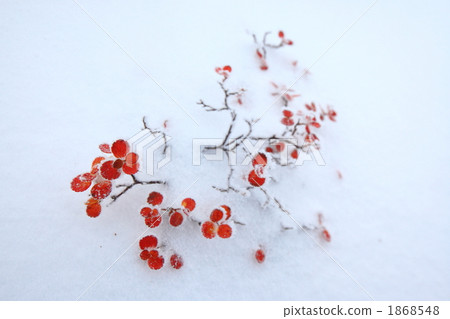 在雪埋沒的秋葉 在雪埋沒的秋葉 1868548