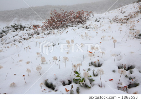 Tinglegma在雪地上的絨毛 Tinglegma在雪地上的絨毛 1868553