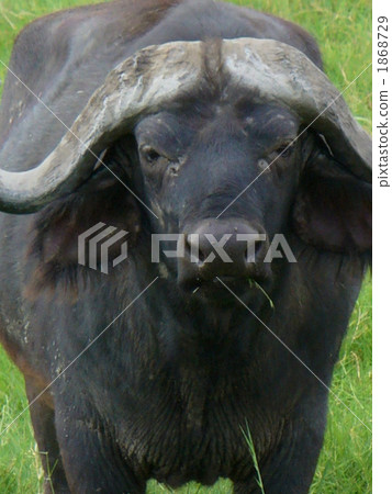 African Buffalo like Tanzania Aunt 1868729