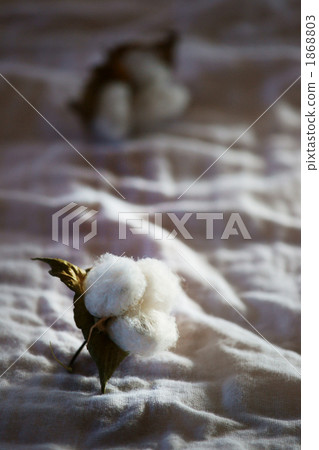 Cotton natural image 1868803