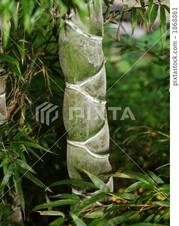 Tortoise Bamboo 01 Tortoise Bamboo 01 1868861