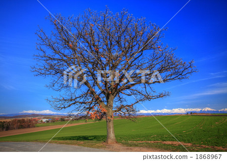 Seven star trees and Daisetsuzan Seven star trees and Daisetsuzan 1868967