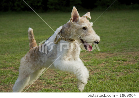 Running Wire Fox Terrier Running Wire Fox Terrier 1869004