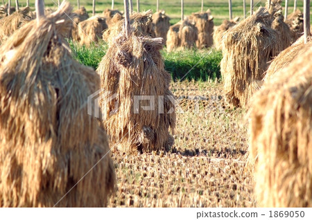 積累稻草景觀 1869050