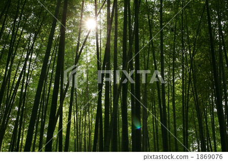 光和竹子 光和竹子 1869076