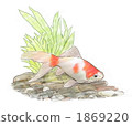 Goldfish Ryukin 1869220