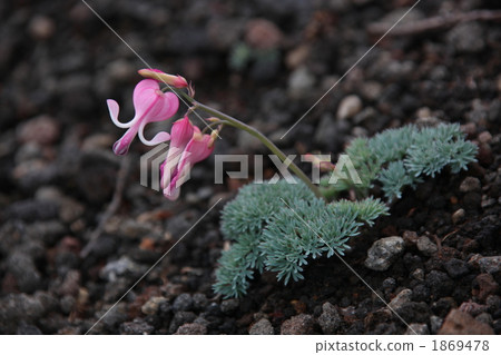 Cumkusa of Iwate 1869478