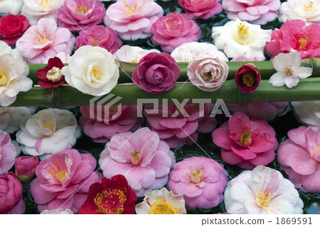 Tsubaki Jokoin在京都三星山茶花 Tsubaki Jokoin在京都三星山茶花 1869591