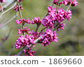 Hanazu Ow 1869660