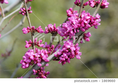Hanazu Ow Hanazu Ow 1869660