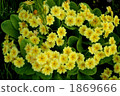 報春花 1869666