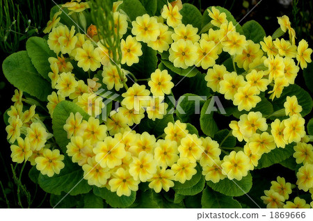 報春花 1869666