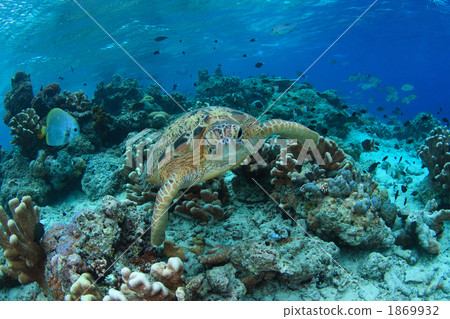 珊瑚礁龜 1869932