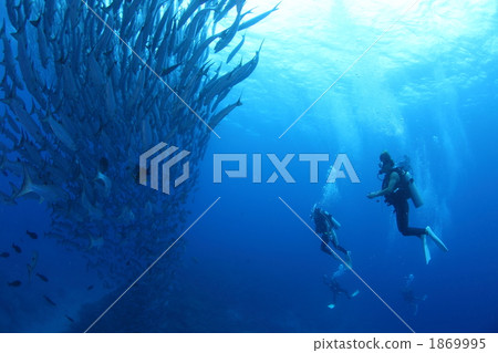 Barracuda and divers Barracuda and divers 1869995