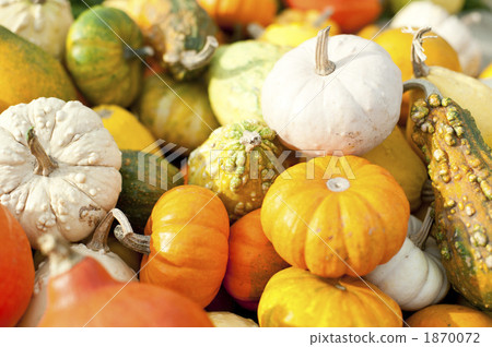 玩具南瓜 1870072