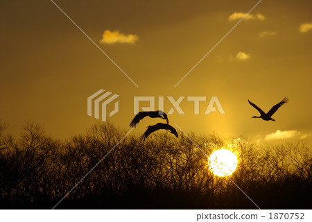 red-crowned crane, japanese crane, sunset 1870752