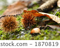 Chestnuts falling on the ground and fallen leaves 1870819