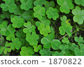 Shadow clover 1870822
