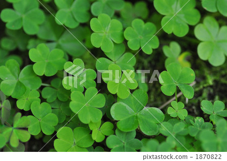 Shadow clover 1870822
