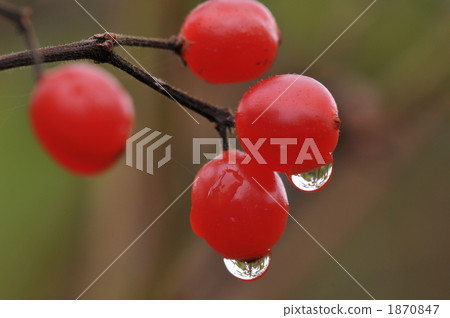 Water droplets on the beak Water droplets on the beak 1870847