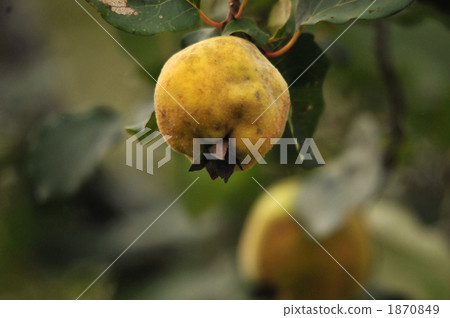 Fruit of quince Fruit of quince 1870849