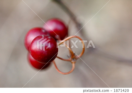 I found a red fruit of Saltorybara at the autumn satoyama. 1871420