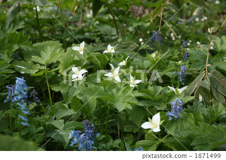 Ooba nano enlivis and Ezoengosaku 1871499