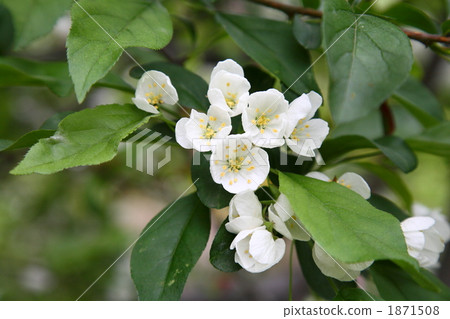 珠美海棠 1871508