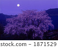 cherry blossoms at night, cherry trees in the evening, weeping cherry tree 1871529