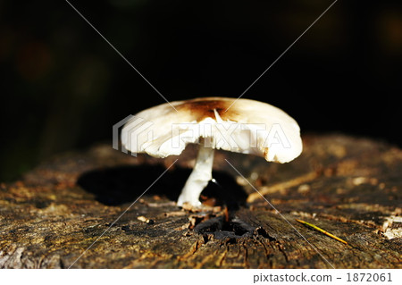 秋天蘑菇撕裂 1872061