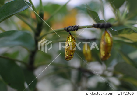 Golden Pig in 1872366