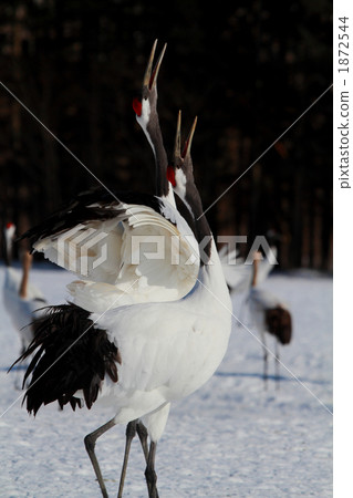red-crowned crane, outcry, scream 1872544